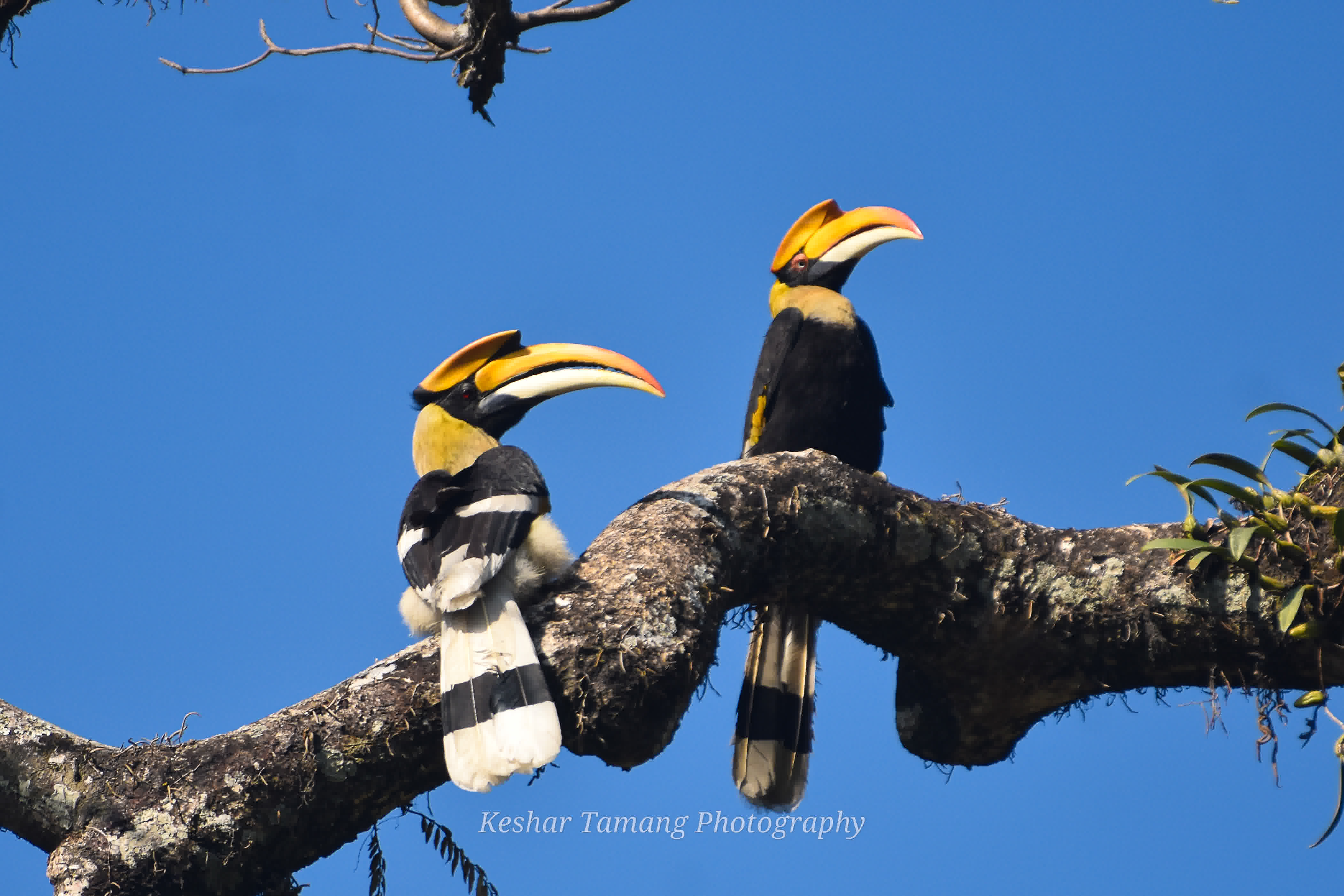 Great Hornbill